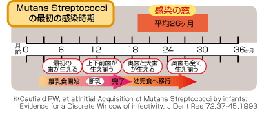 Mutans Streptococciの最初の感染時期